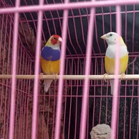فروش ی جفت گلدین