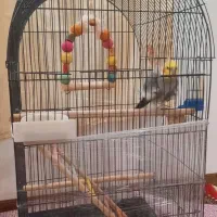 عروس هلندی نَر و ماده