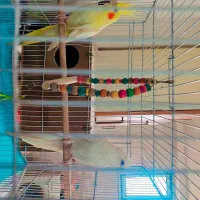 عروس هلندی|پرنده|مینودشت, |دیوار