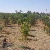 فروش تقریبا ۲۰۰۰ متر باغ جنت شهر|فروش دفتر صنعتی، کشاورزی، تجاری|جنت, |دیوار
