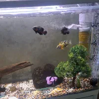 اکواریوم ماهی|ماهی|بندر انزلی, انصار الحسین|دیوار