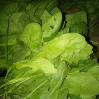 اسفناج تر و تمیز