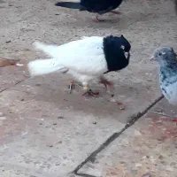 فروش جفت کله سیاه یاهمون کله اهوازی