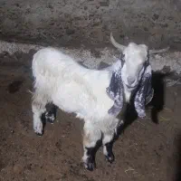 بز نر عراقی قی۱۸۰۰۰