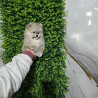 پامر پرتغالی پسر