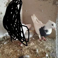 ی طوقی ماده