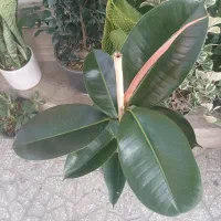 گل و گلدان پتوس و|گل و گیاه طبیعی|قم, باغ پنبه|دیوار