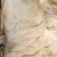 پشم گوسفند