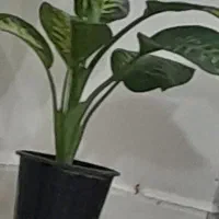 فروش منزل نیم کاره در سوران