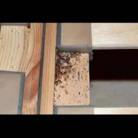 سم پاشی  به امن ترین روش ممکن.‌ساس.  سوسک .موش.