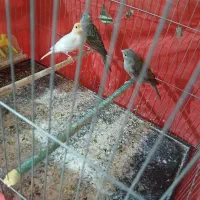 دو عدد قناری نر مست و ۳ عدد قناری ماده|پرنده|ملایر, |دیوار