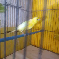 قناری نرسوپر|پرنده|لاهیجان, کوی استادان|دیوار