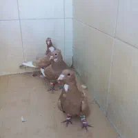 سه تا کفتر