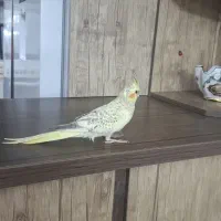 عروس هلندی سینامون.مرواریدی.لوتینو