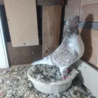 تعداد‌۱۰‌عدد‌کبوتر‌پرشی‌بفروش‌میرسد|پرنده|پلدشت, |دیوار