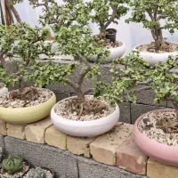 بنسای جِید یا خرفه ای