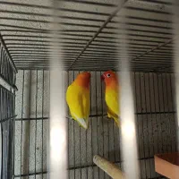 جفت کوتوله برزیلی|پرنده|برازجان, |دیوار