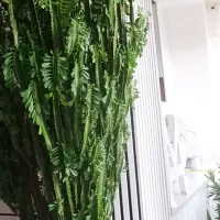 کاکتوس افوربیا سه متری|گل و گیاه طبیعی|خسروشاه, |دیوار