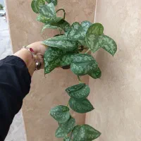 گل و گیاه آپارتمانی