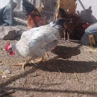 خروس گلپایگانی و گلین جوان|حیوانات مزرعه|قم, نخودی|دیوار