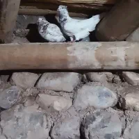 3000000|پرنده|سیلوانه, |دیوار