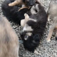 واگذاری ژرمن