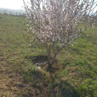کاشت محصولات پاییزه