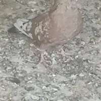 سلام یه جفت نر کله ای پرتقالی