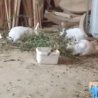 خرگوش سفید بالغ|موش و خرگوش|پردیس, فاز ۴|دیوار