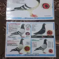 یک جفت کبوتر با شناسنامه