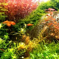 ال ای. دی حرفه ای ats|ماهی|اهواز, اسماعیلیه|دیوار