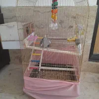 عروس هلندی با قفس|پرنده|کوهدشت, |دیوار