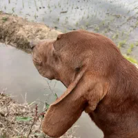 سگ شکاری