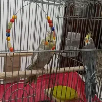 عروس هلندی مولد|پرنده|فردیس, نگارستان|دیوار