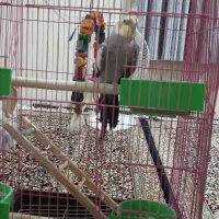 عروس هلندی|پرنده|جیرفت, |دیوار