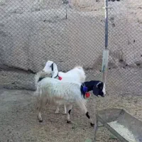 بزماده