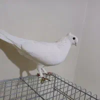 کبوتر نوک ریز سفید