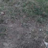 ۹۳۰متر زمین در ۱۴ متری لیسار