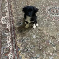 سگ پا کوتاه تربیت شده