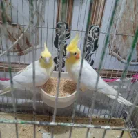 جفت عروس هلندی لوتینیو مولد|پرنده|رامشیر, |دیوار