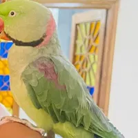 طوطی گمشده