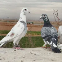 سار وسوسکی فروشی