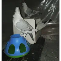 یاورهمیشه مومن|پرنده|ایذه, |دیوار