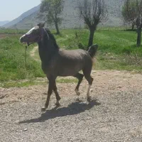 کوری مادیان