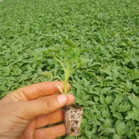 نشا گوجه،فلفل،بادمجان