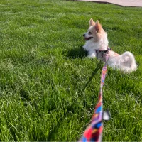 سگ پامر اشپیتز