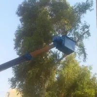 قطع نخل وهرس درختان کنار اکلاتوس اره غیره چمن زدن