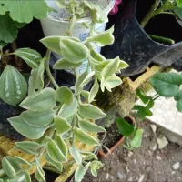 تعدادی گلدان و گل  ۱۰۰۰۰|گل و گیاه طبیعی|رشت, سیا اسطلخ|دیوار