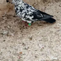 یه جفت کفتر،نر وماده