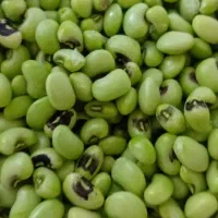 لوبیا(باقالی) چشم بلبلی